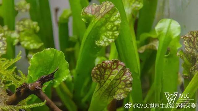 世界生态缸造景大赛：魔幻野性唯美的雨林缸大集会