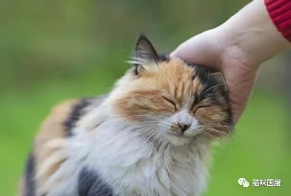 猫咪求摸的做法已经相当生动形象了