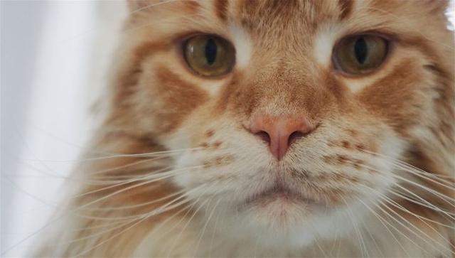 巨猫，一只可以吃到你破产的缅因猫