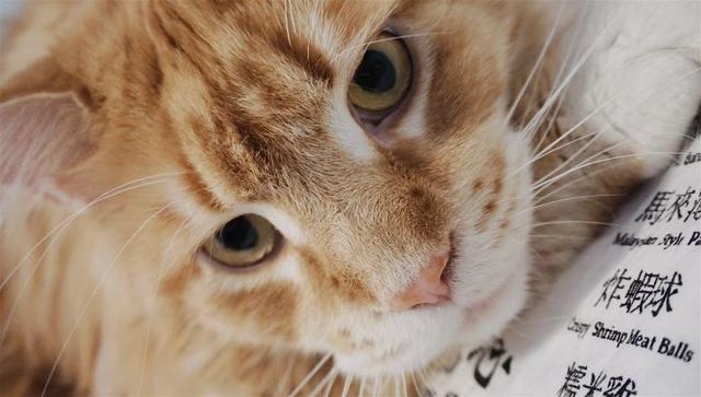 巨猫，一只可以吃到你破产的缅因猫