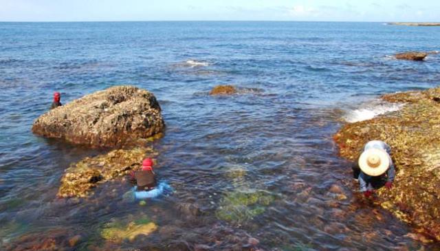 吃海鲜之石花菜