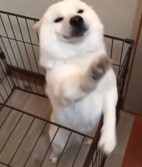 见到主人回家的柴犬急得跳脚,柴柴:快,我要抱抱