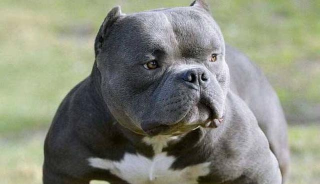 美国恶霸犬和比特犬长相差不多,这里讲讲它们