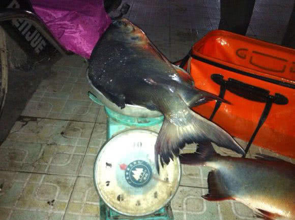 这白鲳鱼6元一斤,随便钓,有牙齿,非常凶猛,溜鱼