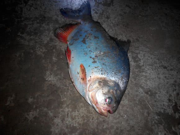 这白鲳鱼6元一斤,随便钓,有牙齿,非常凶猛,溜鱼