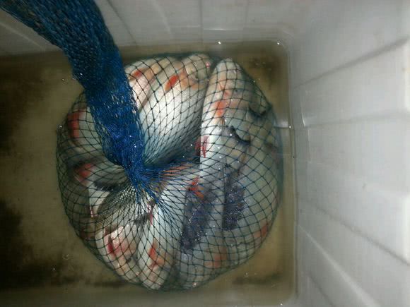 这白鲳鱼6元一斤,随便钓,有牙齿,非常凶猛,溜鱼