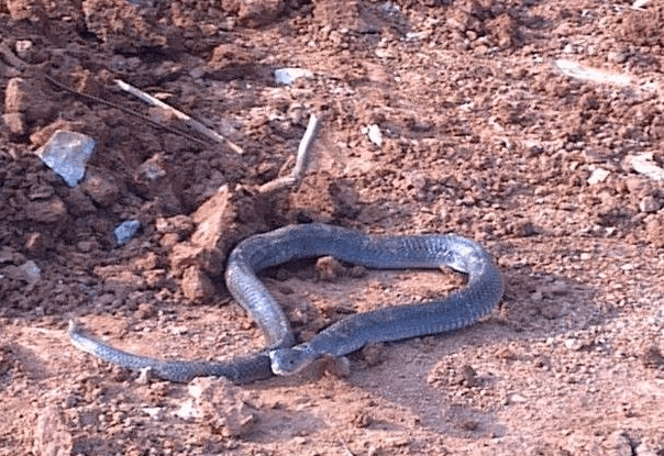 鸟巢水立方那些鲜为人知的诡异秘密, 胆子小的