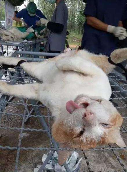 猫咪被割去蛋蛋,网友建议:抓老鼠时翘个兰花指!