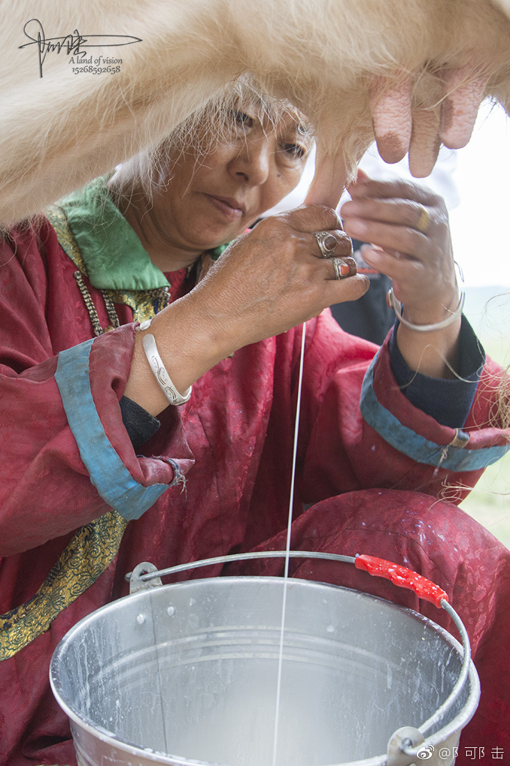 知道奶是怎么来的吗?在内蒙，挤牛奶是每天早上的日常。