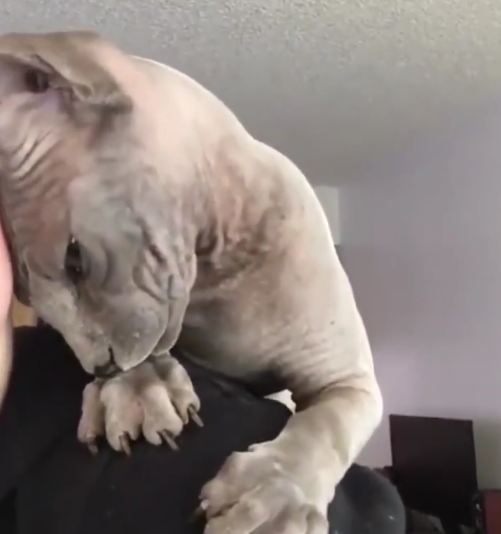 朋友叫我去他家吸猫,一看猫咪的照片后,我立马