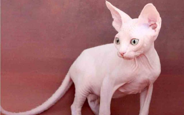 世界上最贵的10种猫