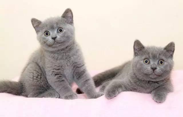 各种傲娇、蠢萌的猫大人用英语怎么说?