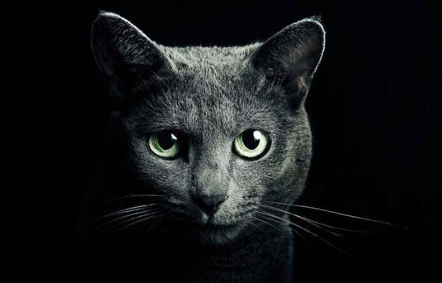 猫咪真能看见脏东西?主人:它总是半夜突然盯