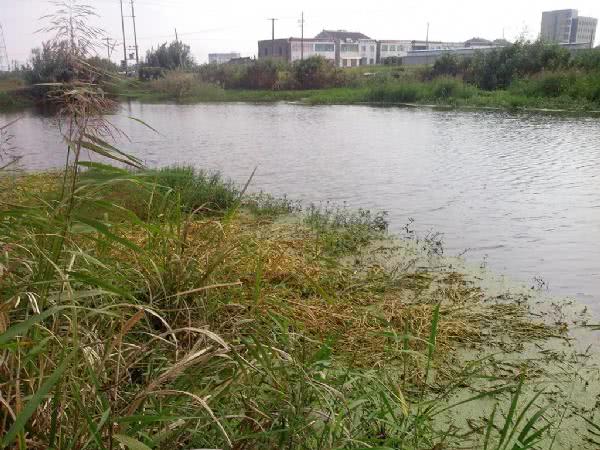 铁道旁,小河沟,这种地方钓这么多鲫鱼