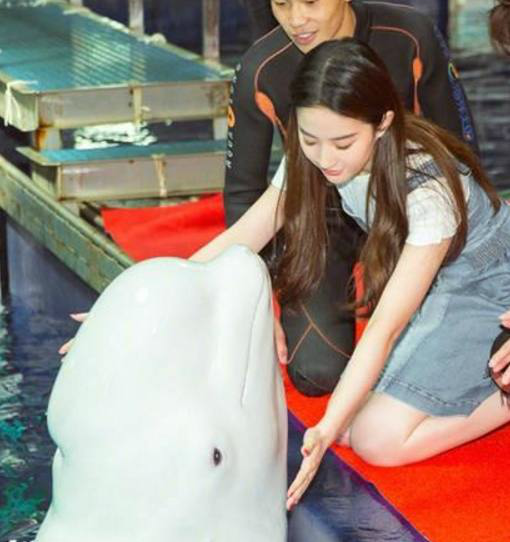 刘亦菲杨洋与白鲸一起互动