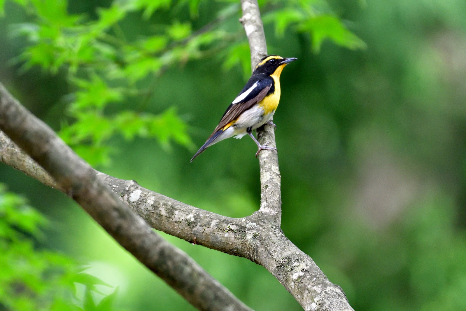 朱彩门福彩双色球18033期老龙王3胆推荐