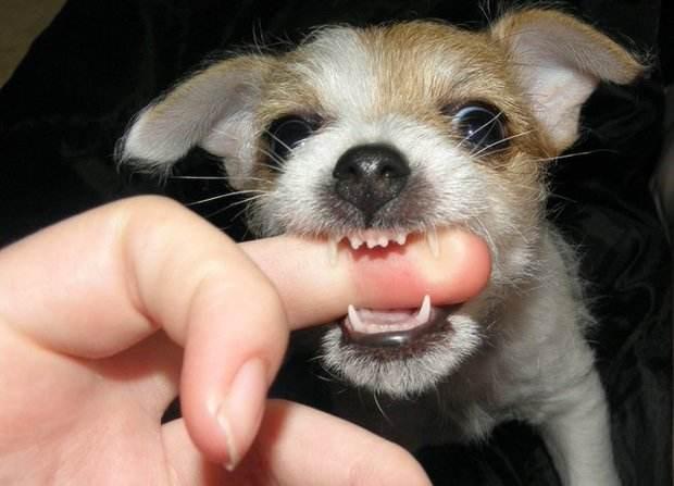 狗狗突然咬人,最常见的5个原因,千万不能触碰!