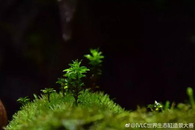 世界生态缸造景大赛：魔幻野性唯美的雨林缸大集会