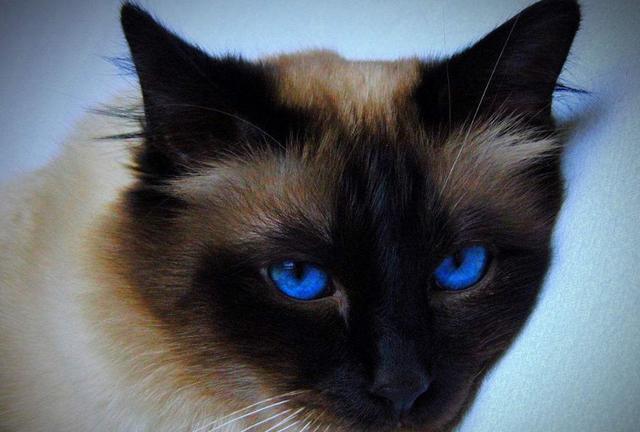 猫咪真能看见脏东西?主人:它总是半夜突然盯