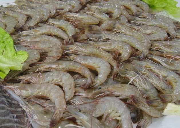 泰国大虾随便吃,还遭到中国游客疯抢,网友:这是