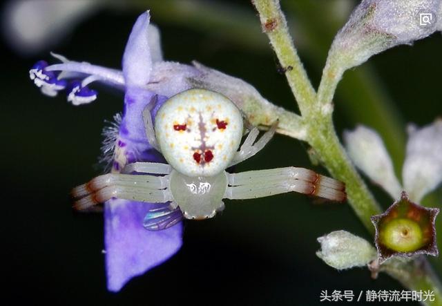 真实存在的罕见生物黑鳞鲛人人面蜘蛛昆仑胎