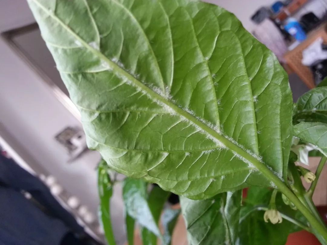 室内植物的叶片上有粘稠的粘液的原因,轻松去除花卉上