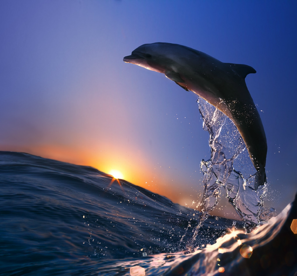 有人指鹿为马说,鱿鱼是鱼,海豚也是鱼,它俩真的