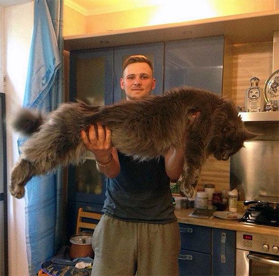 巨猫，一只可以吃到你破产的缅因猫