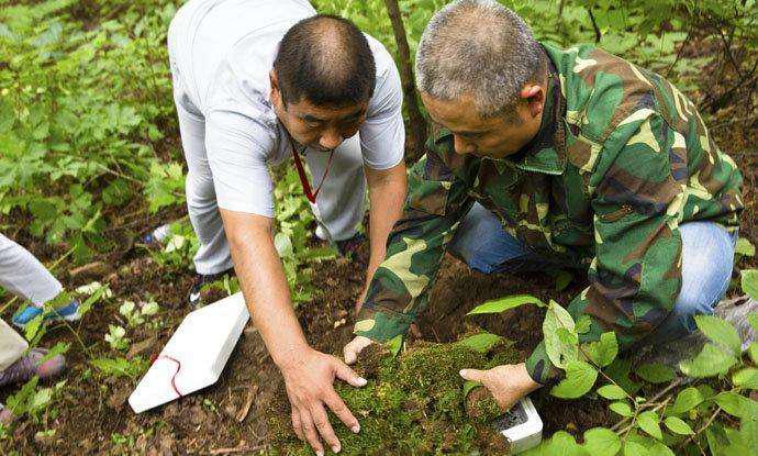 实拍深山挖野人参, 为何挖参之前要三跪九拜系红绳?