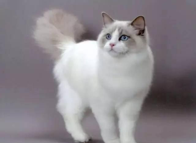 各种傲娇、蠢萌的猫大人用英语怎么说?