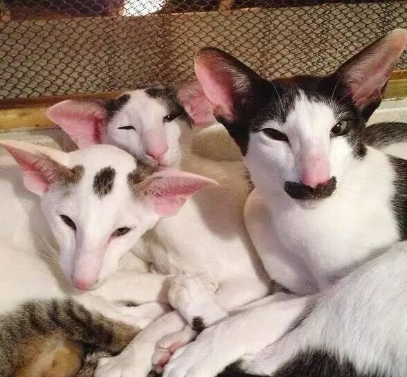 各种傲娇、蠢萌的猫大人用英语怎么说?