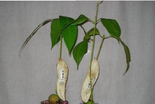 吃剩下的芒果核别扔?放花盆7天变漂亮盆栽,一