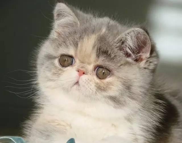 各种傲娇、蠢萌的猫大人用英语怎么说?