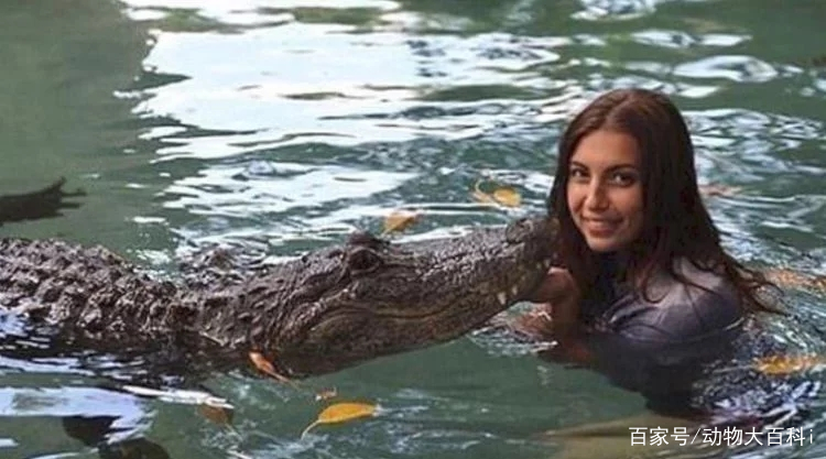 女子养了好几年的鳄鱼,没想到最后却会是这种结局!