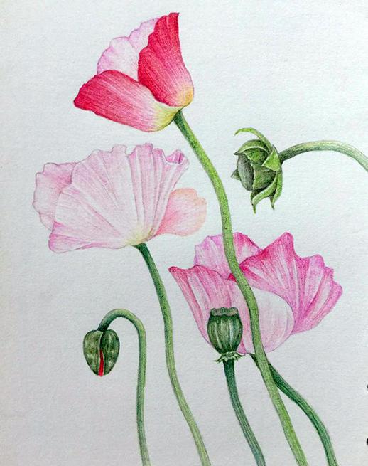 彩铅画花——超简单零基础上手快彩铅画花教程——粉色的美人