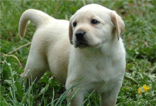 狗狗被困下水道三小时,救上来后撒腿就跑,施救员:是纯