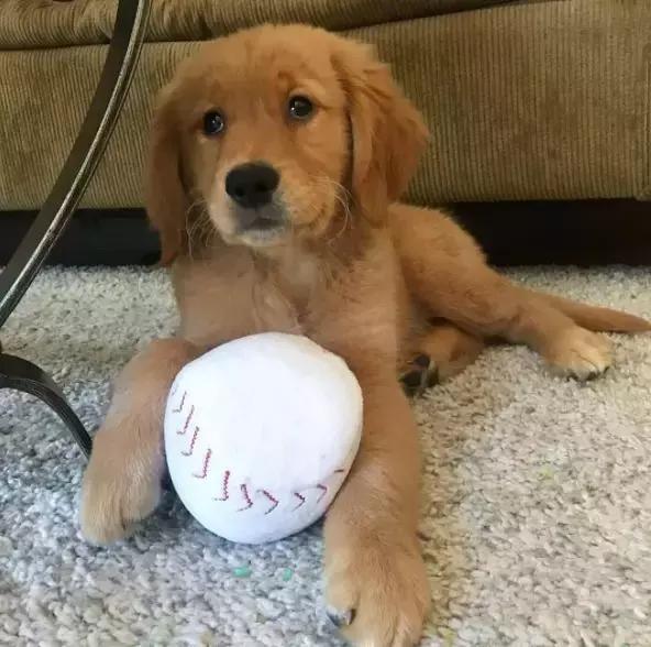 主人给金毛洗布娃娃, 金毛在一旁老谨慎了生怕