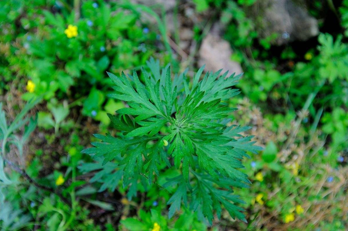 艾草的功效与作用 艾草使用禁忌与摆放
