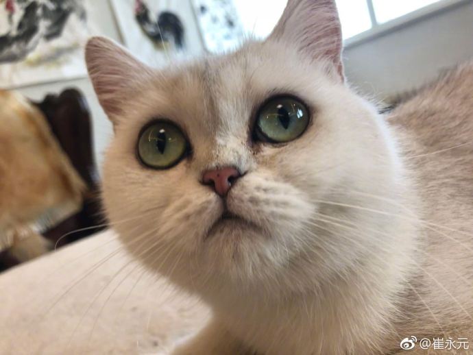 范爷刘编剧等人扎堆洗白，安娜一脸懵！网友：这波操作真6