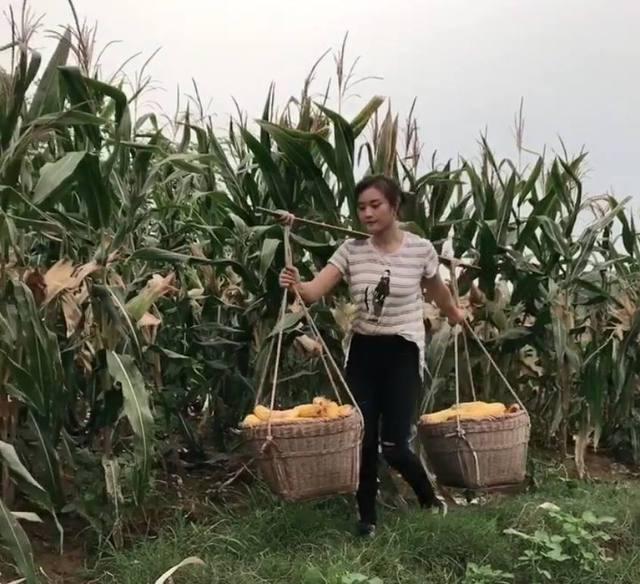 农村女孩地里剥玉米, 累得满头是汗, 渴了就用玉米杆解渴!