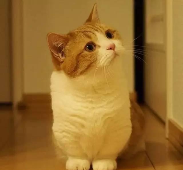 各种傲娇、蠢萌的猫大人用英语怎么说?