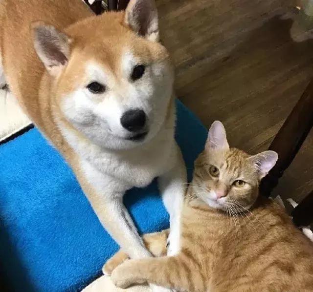 柴犬对猫咪异常宠爱,成功把小橘猫宠成了和它一样大的