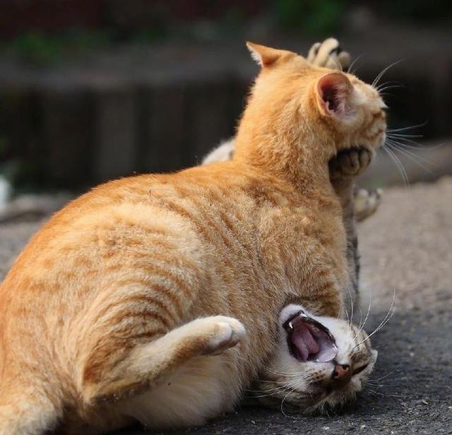 猫心肉狗疯狂猜成语_看图猜成语(3)