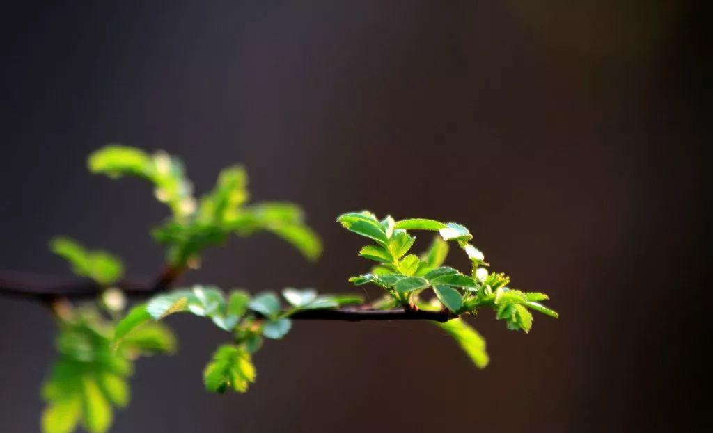 简单!一张图看懂叙事作文的套路