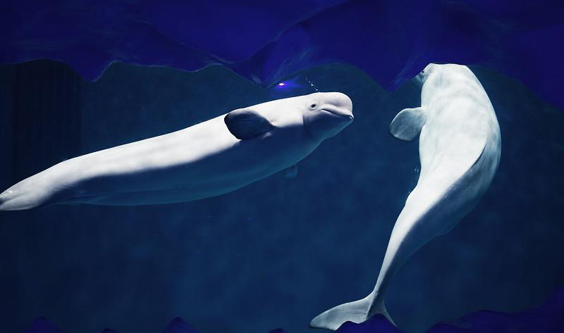 西安海洋世界哪个好玩?网红景点西安华夏文旅