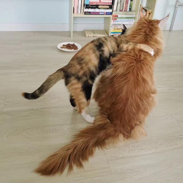 巨猫，一只可以吃到你破产的缅因猫