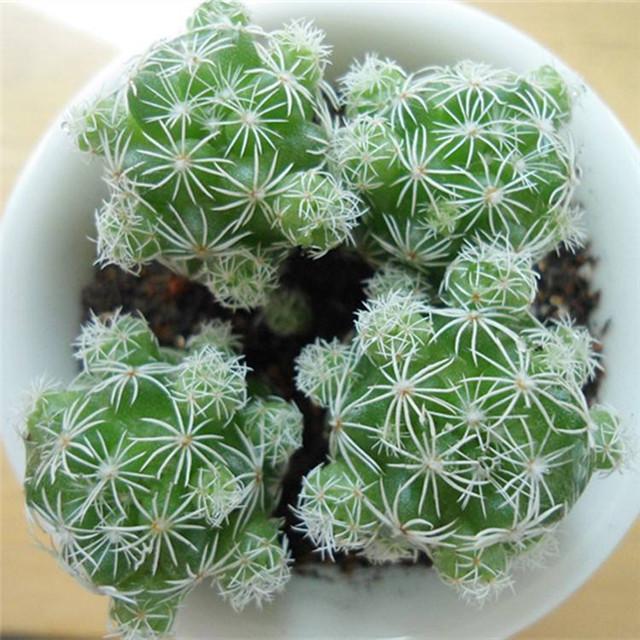 多肉白鸟要想长得快,学会这个方法,白鸟生的又胖又圆!