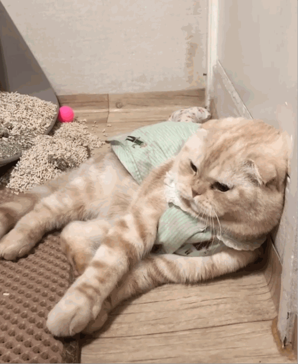 壁纸 动物 猫 猫咪 小猫 桌面 586_716 gif 动态图 动图