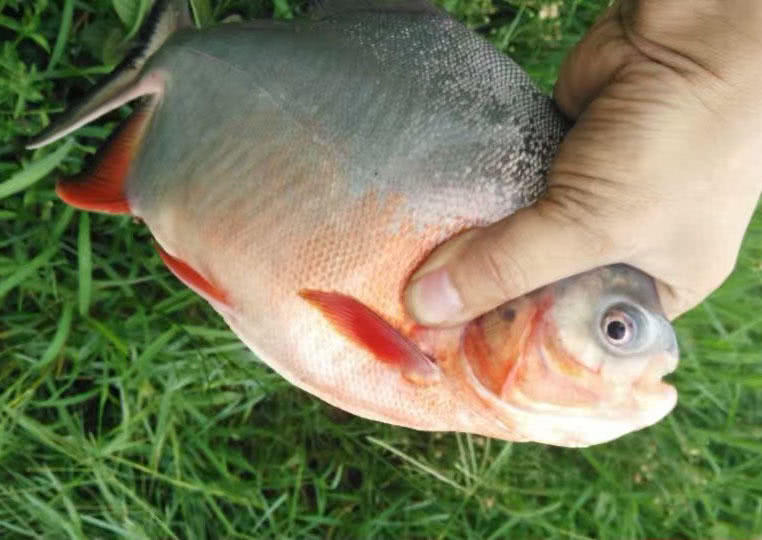 这白鲳鱼6元一斤,随便钓,有牙齿,非常凶猛,溜鱼