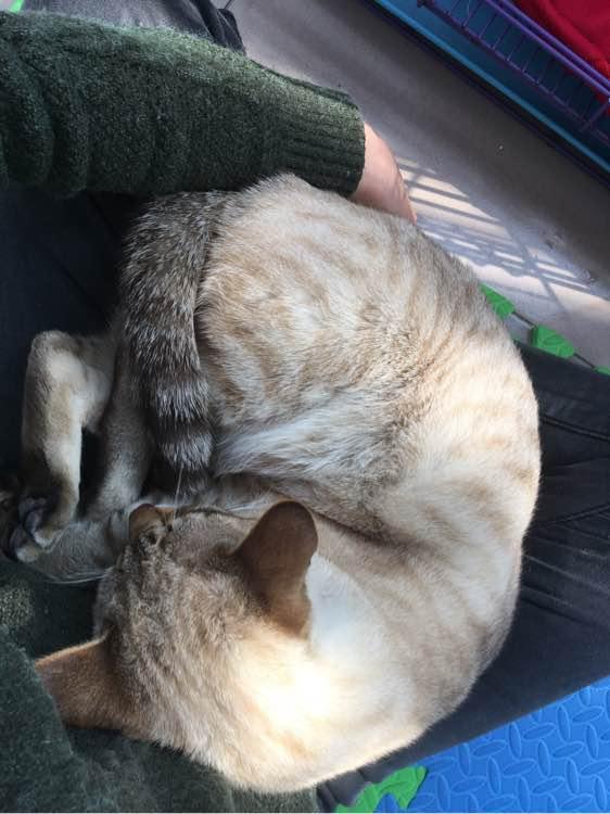 我家暹罗猫从五楼跳下摔得骨折吐血,可它样子